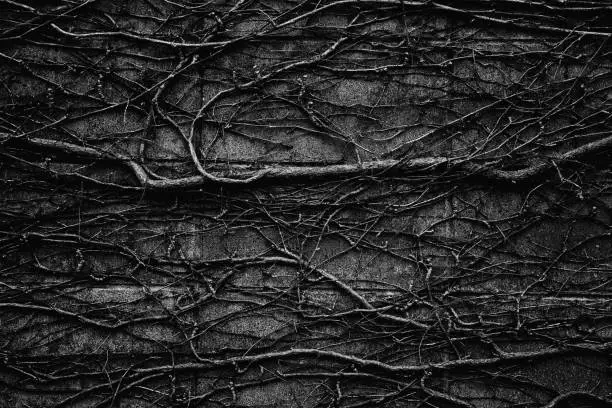 Image of tree roots sticking to the wall