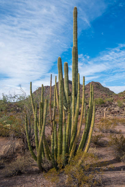 istock Organ Pipe Cactus National Monument, Arizona, USA 1363218979