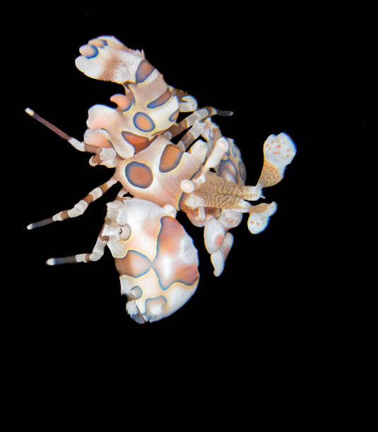 istock Harlequin shrimp in Reunion island 1363219427
