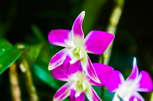 Stretched Dendrobium Orchid