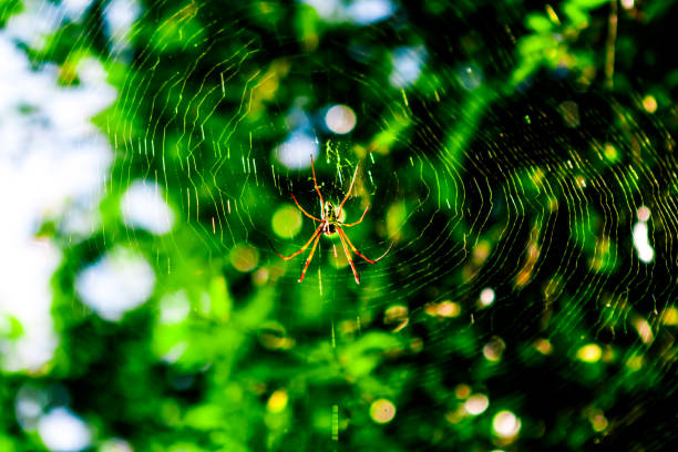toile d’araignée, araignée, une araignée croisée tissant une nouvelle toile d’orbe. - cross spider photos et images de collection