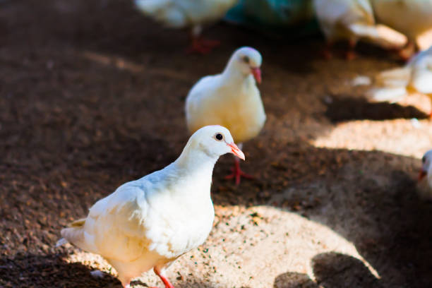 Alert white pigeon in poultry house