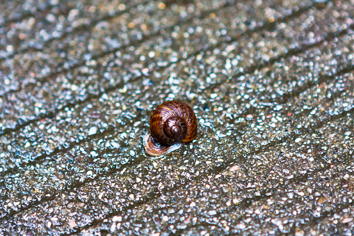 snail is walking in the grass, close-up shot