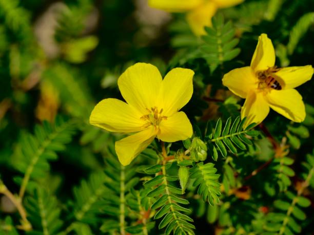Yellow flowers of Tribulus terrestris Tribulus terrestris is an annual plant in the caltrop family widely distributed around the world. It is adapted to grow in dry climate locations in which few other plants can survive. tribulus terrestris stock pictures, royalty-free photos & images