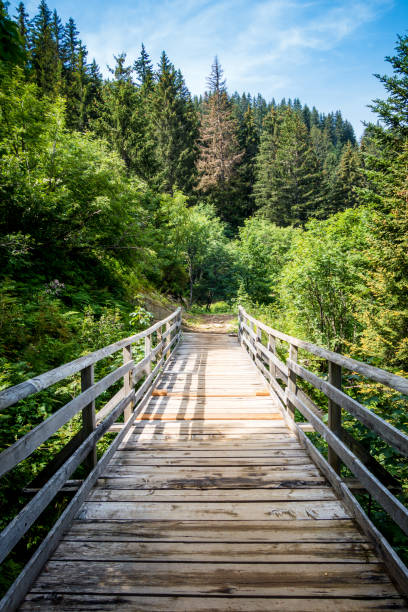 istock Wood bridge in a fir forest 1363222488
