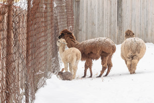 istock Alpaca behind net in nature reserve in winter 1363223663