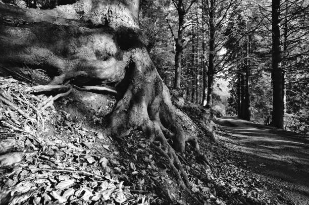 istock mountain road in the forest 1363223984