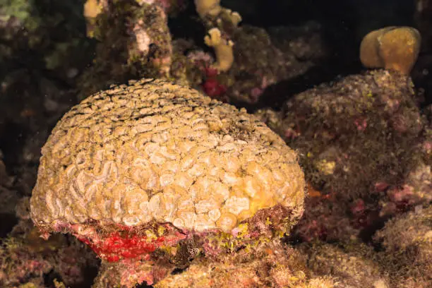 marine creatures in natural habitat around Curaçao /Dutch Antilles