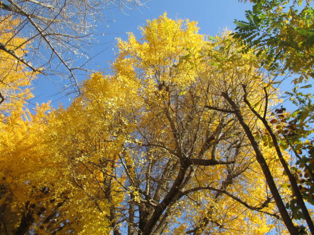 istock Ginkgo in late autumn, colored yellow 1363227550