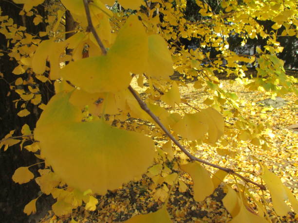 istock Ginkgo in late autumn, colored yellow 1363227560