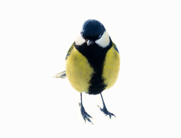 istock Great tit isolated on snow background 1363228718