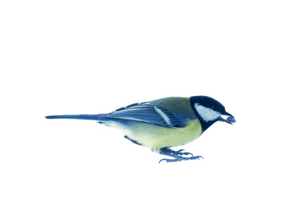 istock Conflict of Great Tits 1363228835