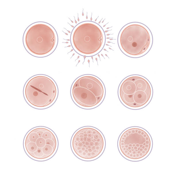 Stages of human fetal development; cell division Stages of human fetal development; cell division fertilized egg stock illustrations