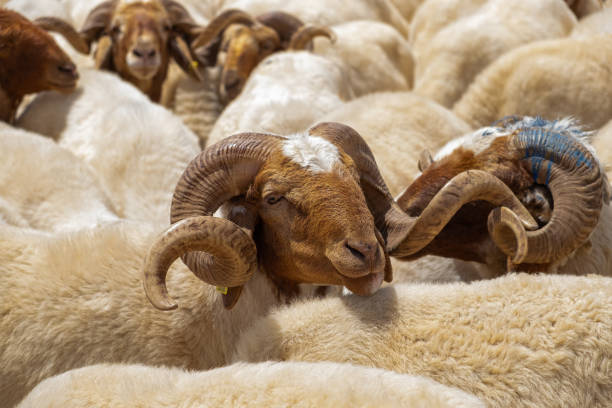 istock flock of sheep outdoors close up 1363229014