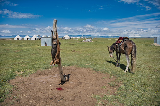 Dead slaughtered goat in the yurt camp at lake Son Kul in Kyrgyztan