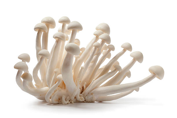 istock Fresh edible white Shimeji mushrooms 136323010