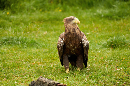 A detailed bald eagle walks in the green grass. The large brown bird of prey looks around.