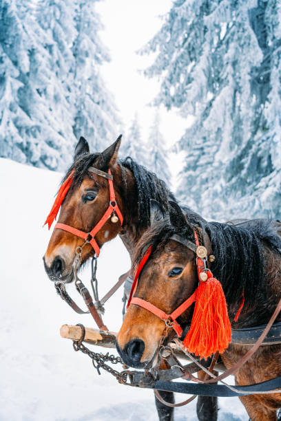 istock Horses In Snow Covered Forest During Winter 1363231326