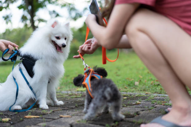 Little poodle toy puppy playing with Pomeranian dog in the park Little poodle toy puppy playing with Pomeranian dog in the park Dog Walker/Pet Sitter stock pictures, royalty-free photos & images