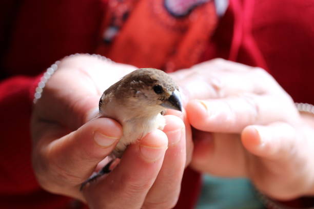 istock Little sparrow resting in the woman's hand 1363232244