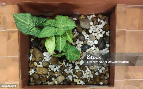 Syngonium Podophyllum Wendlandii And Various Size Of Rock Stock Photo - Download Image Now