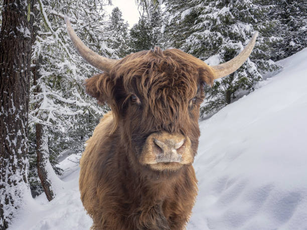 istock Higlander scottish cow on snow and forest background 1363233505