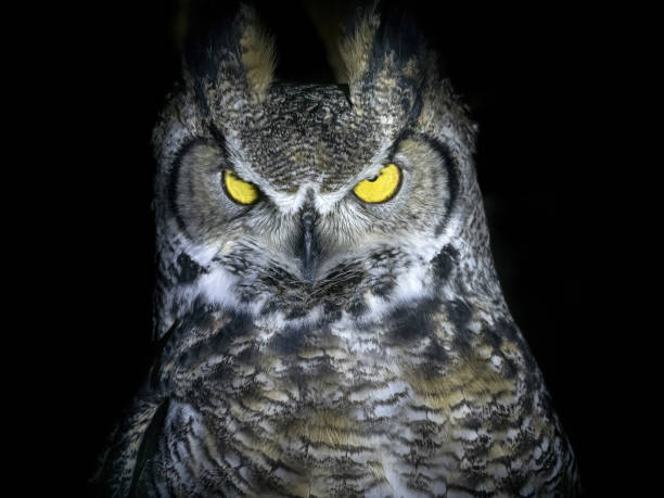 istock owl portrait looking at you isolated on black 1363233557