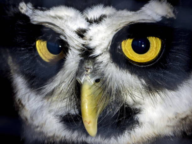 istock red legged owl portrait looking at you isolated on black 1363233610