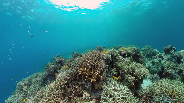 istock Coral reef and tropical fish. Philippines 1363233612