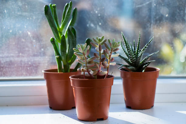 istock Succulent on the window, sunlight and close-up 1363234497