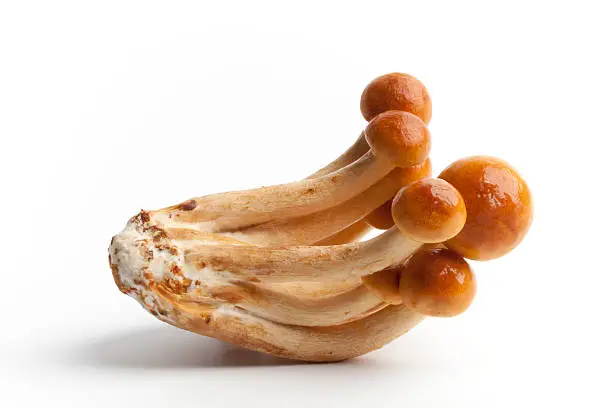 Nameco mushrooms on white background