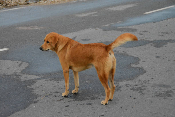 istock Thai ridgeback brown dog standing. Thai dog. 1363235282