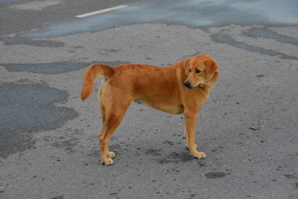 istock Thai ridgeback dog standing. Thai dog. 1363235283