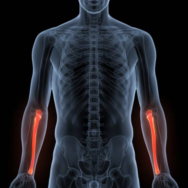 istock Human Skeleton System Ulna Bone Joints Anatomy 1363235284