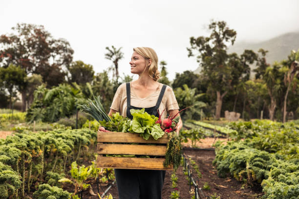 istock Young female farmer gathering fresh vegetables on her farm 1363235546