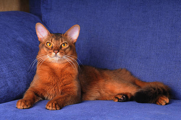 Lilac Somali Cat Somali Fluffy Cat 2ドル銀貨 Somali Fluffy Cat 2