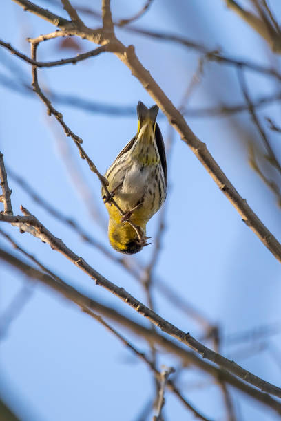 istock Male Siskin feeding on tree buds 1363237904