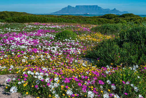 Purple and yellow wildflowers in front of ocean and table mountain