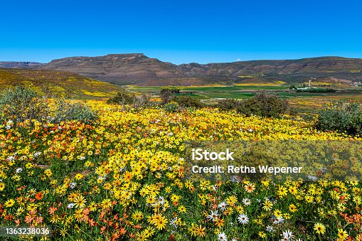 istock Wildflowers blooming in valley 1363238036