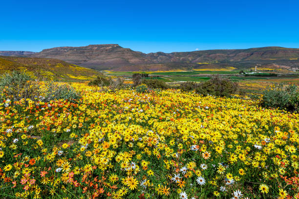 Wildflowers blooming in valley Namaqualand daisies in full bloom in valley during flower season on the west coast of South Africa western cape province stock pictures, royalty-free photos & images