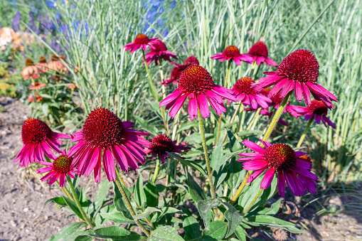 Colorful flowerbed with pink echinacea and yellow rudbeckia flowers.