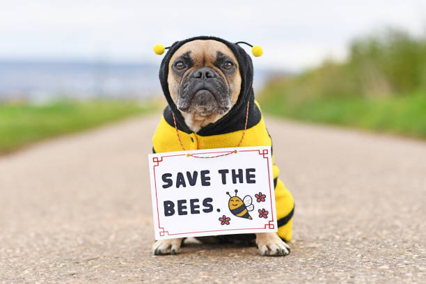 французская бульдог в костюме пчелы с демонстрационным плакатом «спасите пчел» - безпозвоночное стоковые фото и изображения