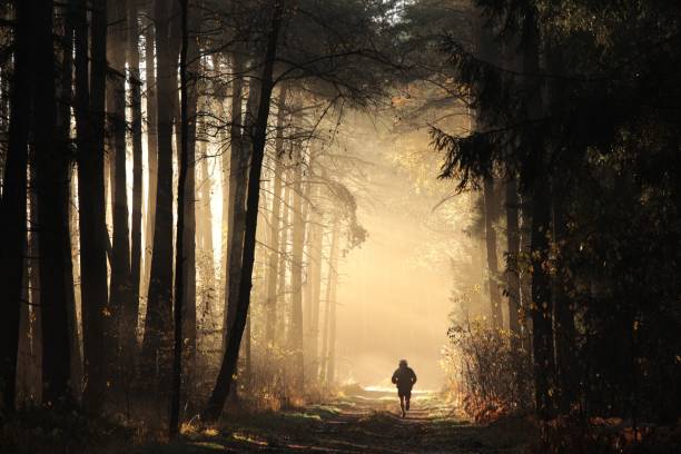 autumn forest - wood dirt road footpath exercising imagens e fotografias de stock