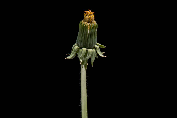 istock Dandelion flower on black 1363239422