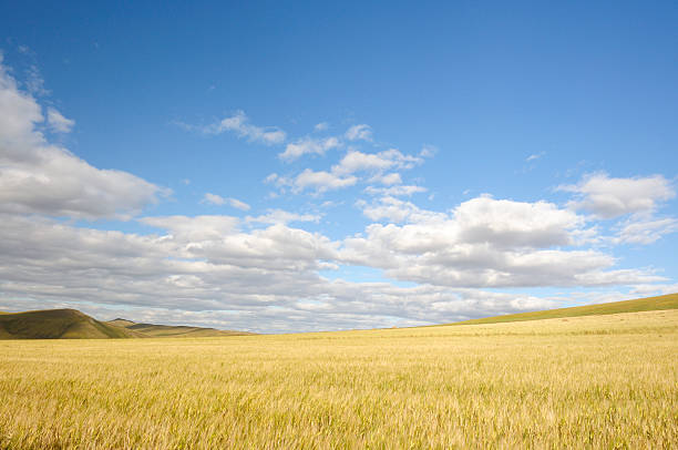 istock Blue sky, white clouds in the field 136324030