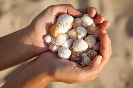 Woman hands holding sea shells on the beach.