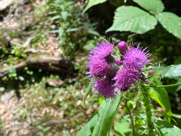 istock Milk thistle (Silybum marianum), Cardus marianus, Blessed milkthistle, Saint Mary's thistle, Variegated thistle, Mariendistel, Christi Krone, Donnerdistel, Fieberdistel or Sikavica 1363240608