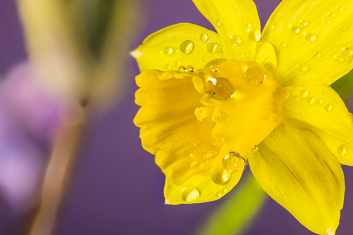 Yellow daffodil with water drops of dew, macro on on light violet background. Early spring narcissus flowers as background or greeting card. Close up