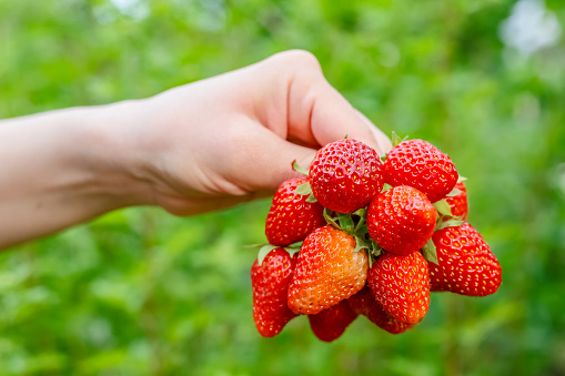 A handful of ripe fresh strawberries in a woman's hand.