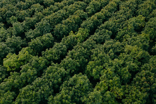 Aerial photo of New Zealand avocado trees in the far north.